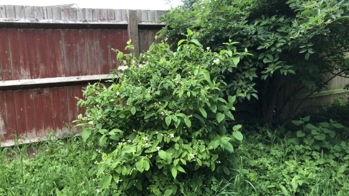 Featured image for Philadelphus 'Logan Street'
