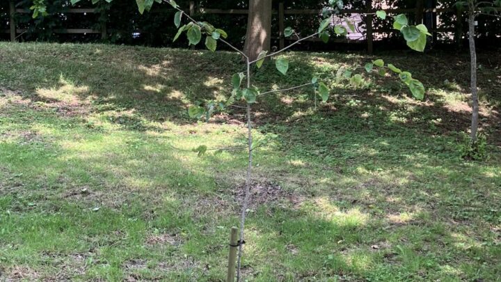 Featured image for Malus yunnanensis