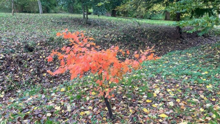 Featured image for Acer palmatum