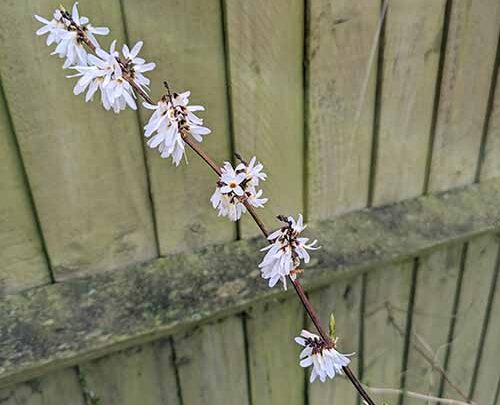 Featured image for Abeliophyllum distichum