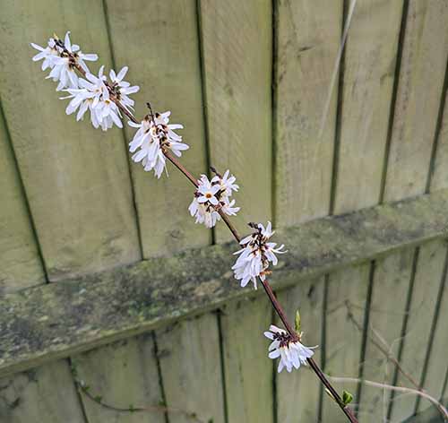 Header image for Abeliophyllum distichum