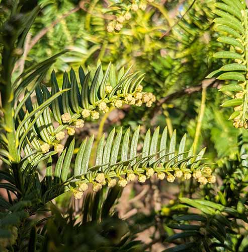 Header image for Cephalotaxus fortunii