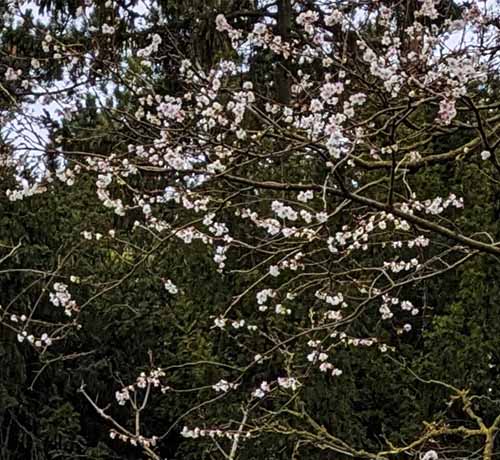Header image for Prunus subhirtella Autumnalis