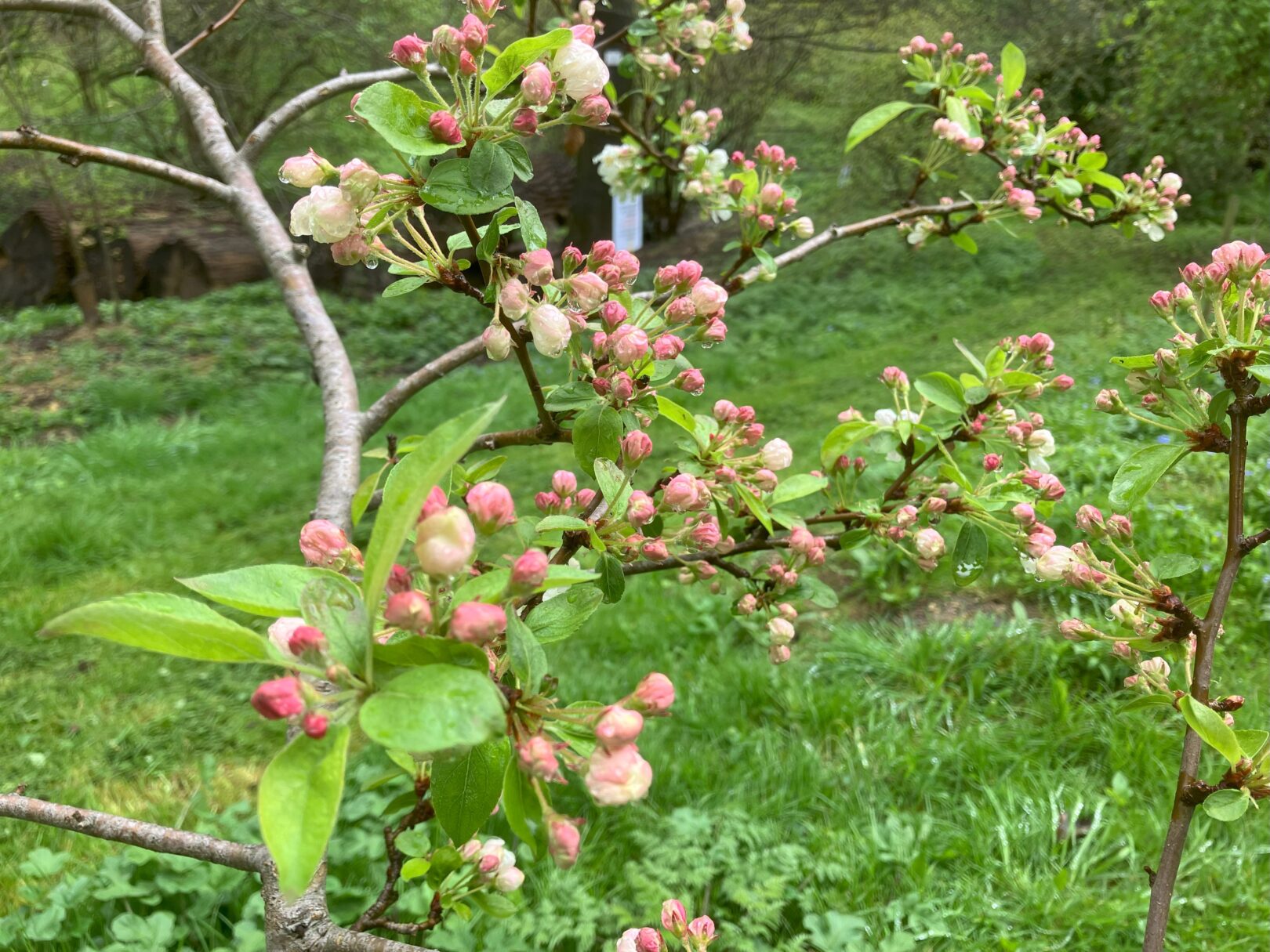 Header image for Malus PERPETU ‘Evereste’