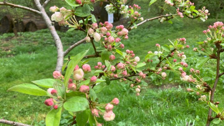 Featured image for Malus PERPETU 'Evereste'