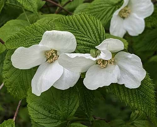 Featured image for Rhodotypos scandens
