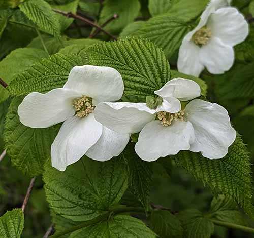 Header image for Rhodotypos scandens
