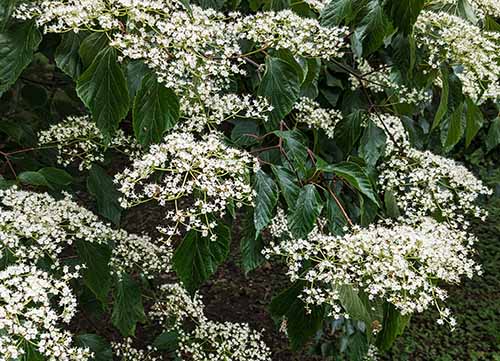 Featured image for Viburnum betulifolium