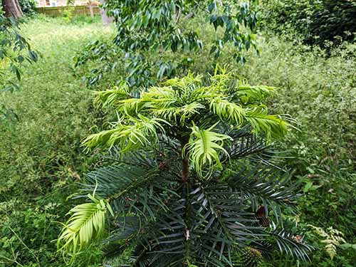 Header image for Wollemia nobilis