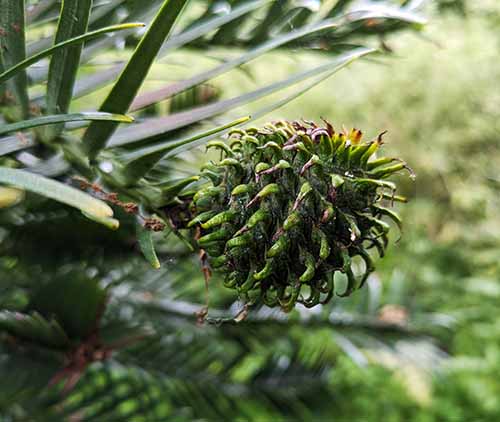 Header image for Wollemia nobilis