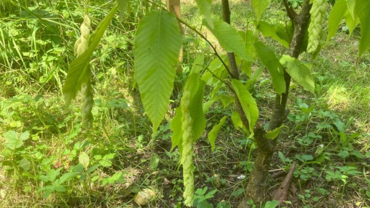 Featured image for Carpinus fangiana