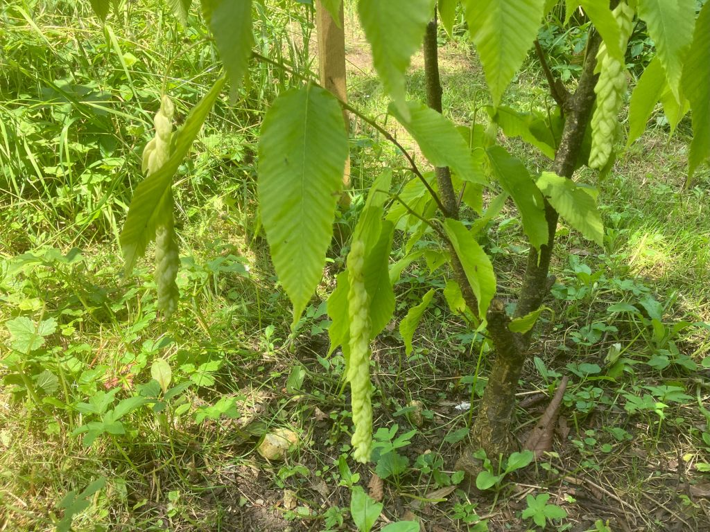 Header image for Carpinus fangiana
