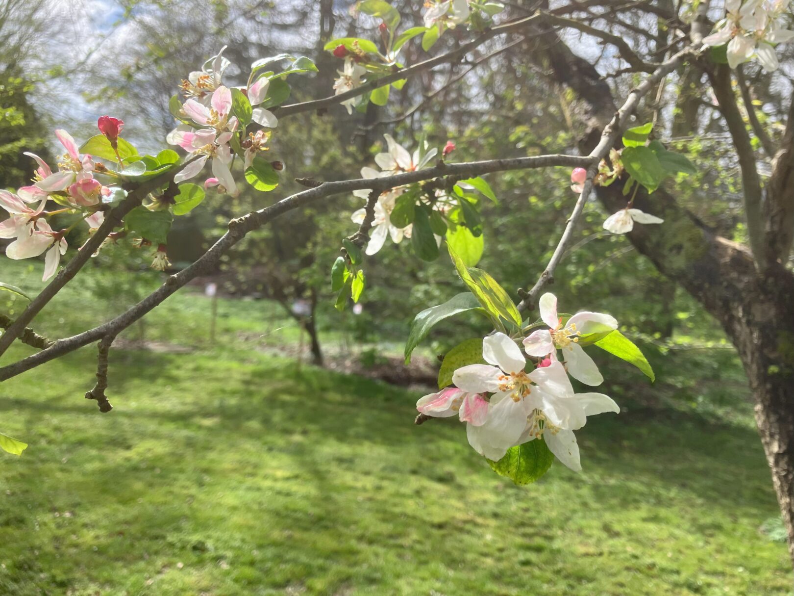 Header image for Malus microcarpa baccata