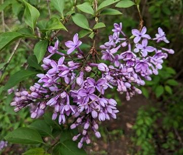 Header image for Syringa <span style="font-style: normal;margin-left: 3px;">×</span> chinensis