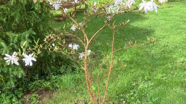 Featured image for Magnolia stellata