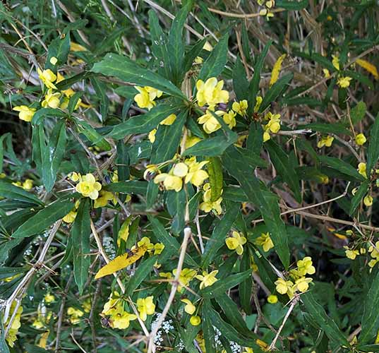 Header image for Berberis gagnepainii