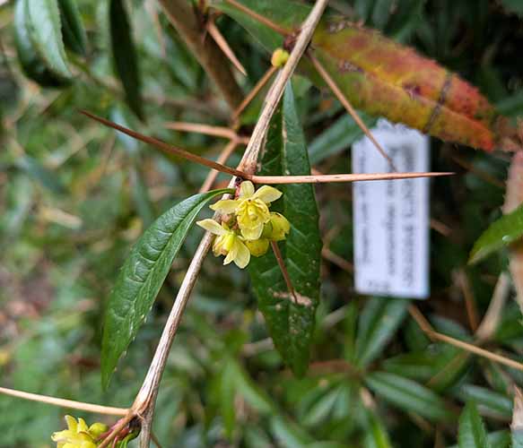 Header image for Berberis sargentiana