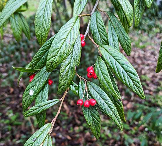 Header image for Cotoneaster salicifolius var. rugosus