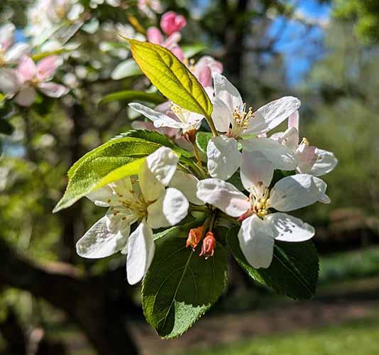 Header image for Malus  baccata microcarpa