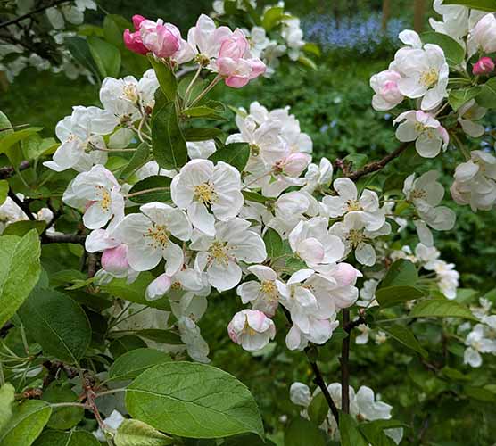 Header image for Malus PERPETU ‘Evereste’