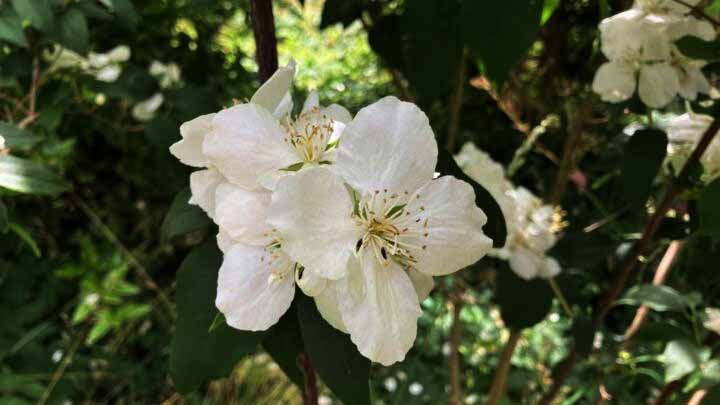 Header image for Philadelphus <span style="font-style: normal;margin-left: 3px;">×</span> lemonei ‘Boule d’Argent’