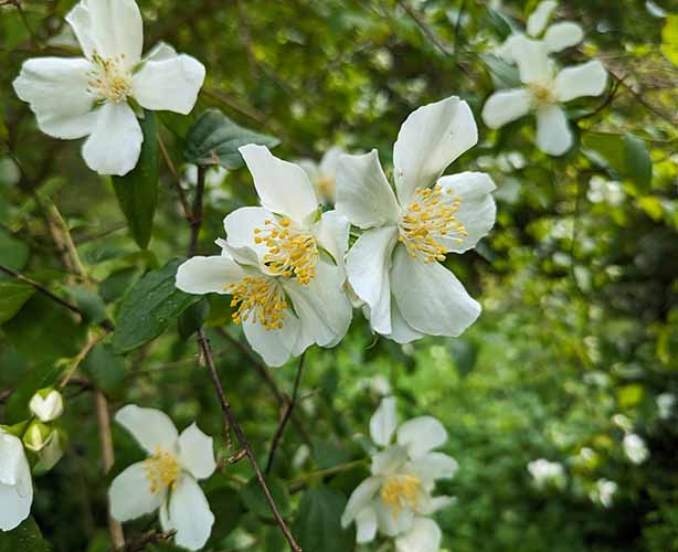 Header image for Philadelphus <span style="font-style: normal;margin-left: 3px;">×</span> lemoinei ‘Avalanche’