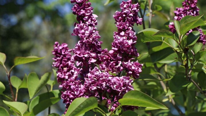 Featured image for Syringa vulgaris 'Charles Joly'