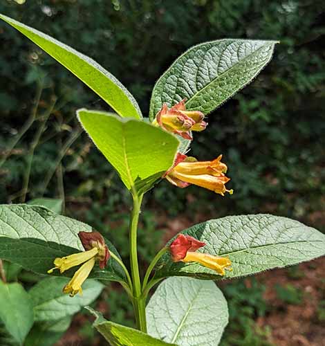 Header image for Lonicera involucrata var. ledebourii