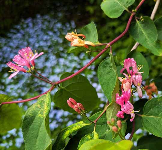 Header image for Lonicera tatarica