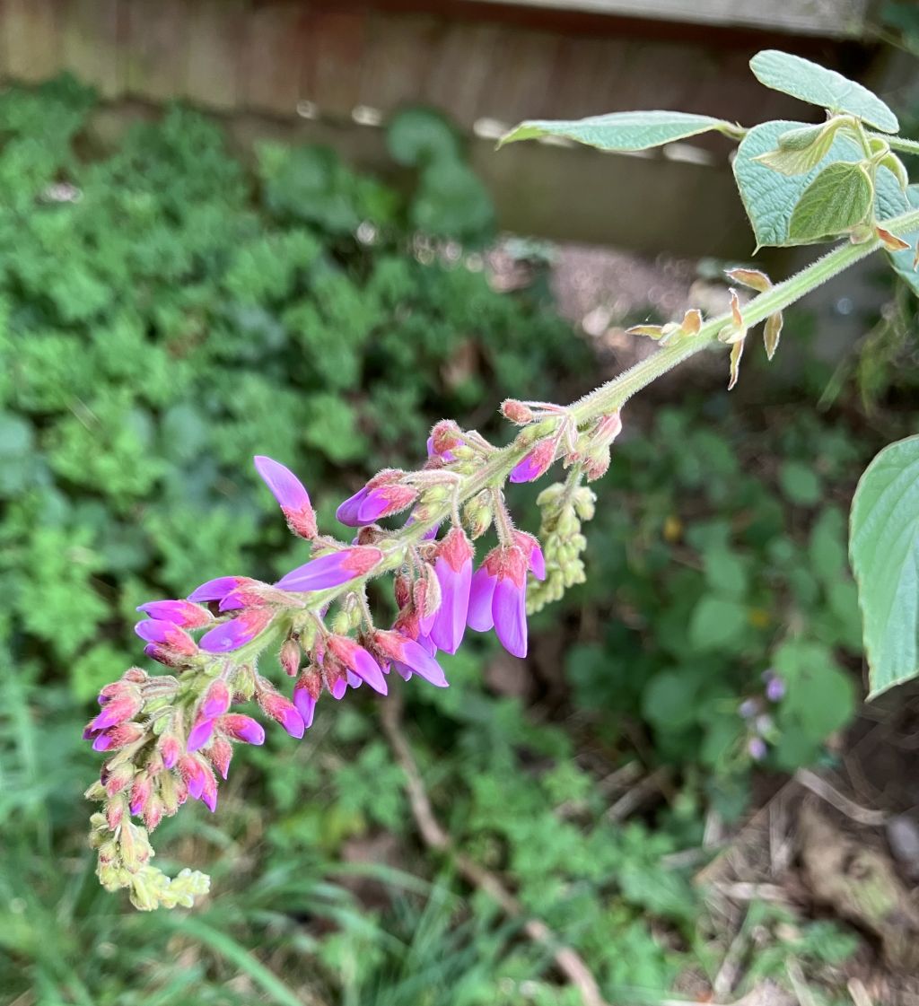 Header image for Sunhangia elegans