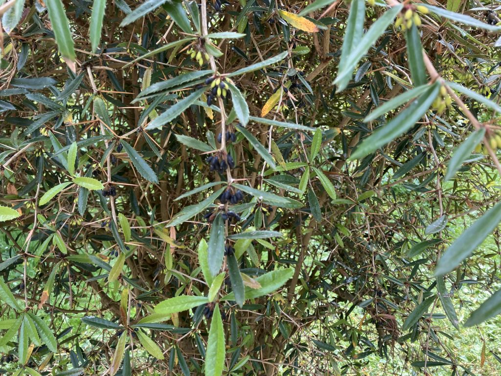 Header image for Berberis julianae