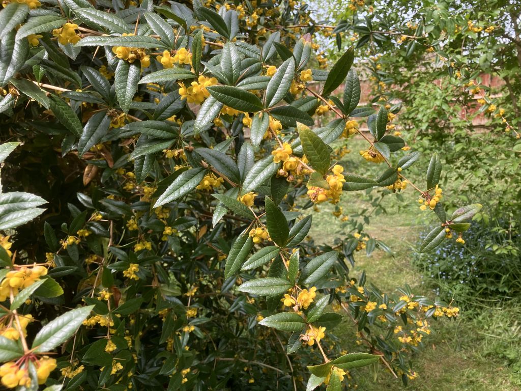 Header image for Berberis virescens