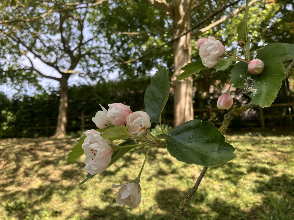 Header image for Malus coronaria ‘Charlottea’