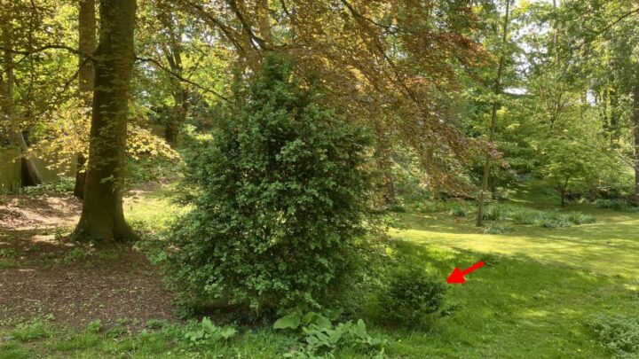 Featured image for Buxus sempervirens 'Suffructicosta'