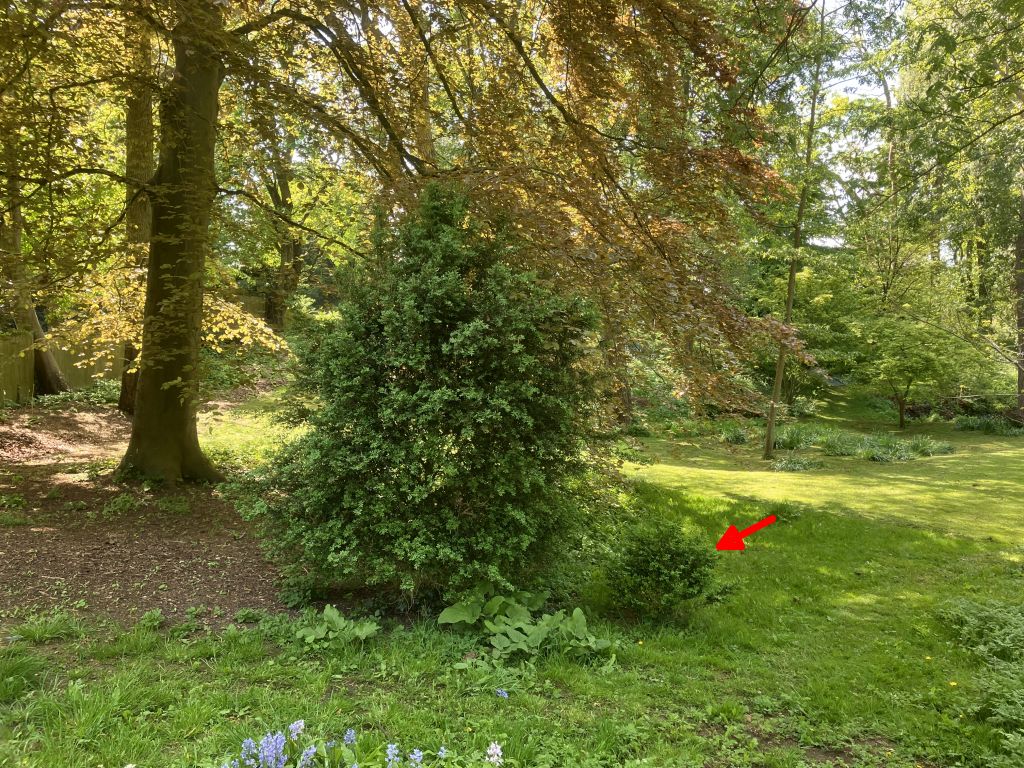 Header image for Buxus sempervirens ‘Suffructicosta’