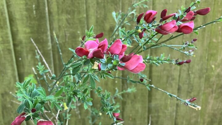 Featured image for Cytisus x boskoopii 'Boskoop Ruby'