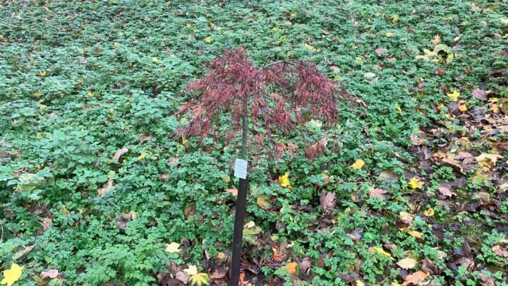 Featured image for Acer palmatum 'Crimson Queen'