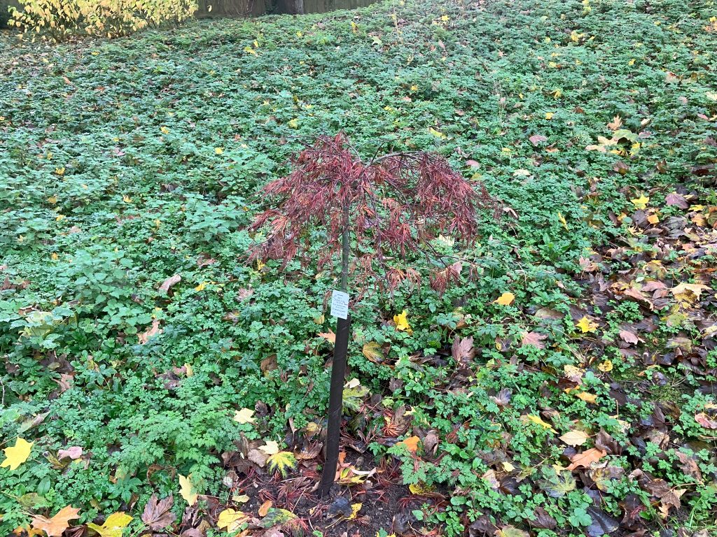 Header image for Acer palmatum ‘Crimson Queen’