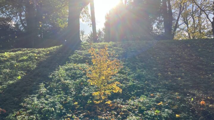 Featured image for Acer palmatum 'Going Green'