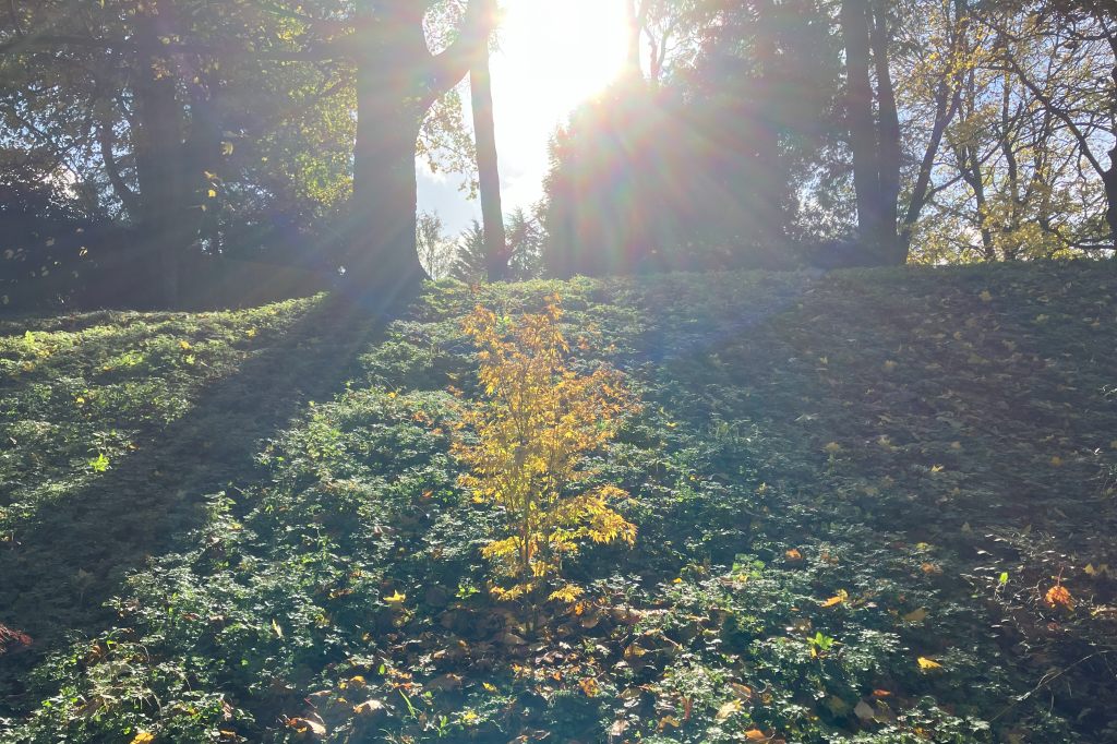 Header image for Acer palmatum ‘Going Green’