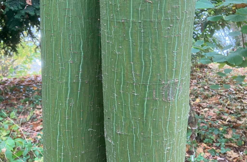 Header image for Acer davidii