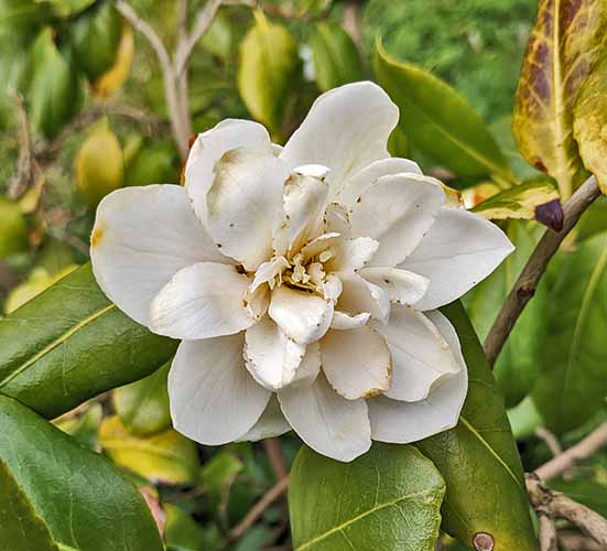 Header image for Camellia japonica