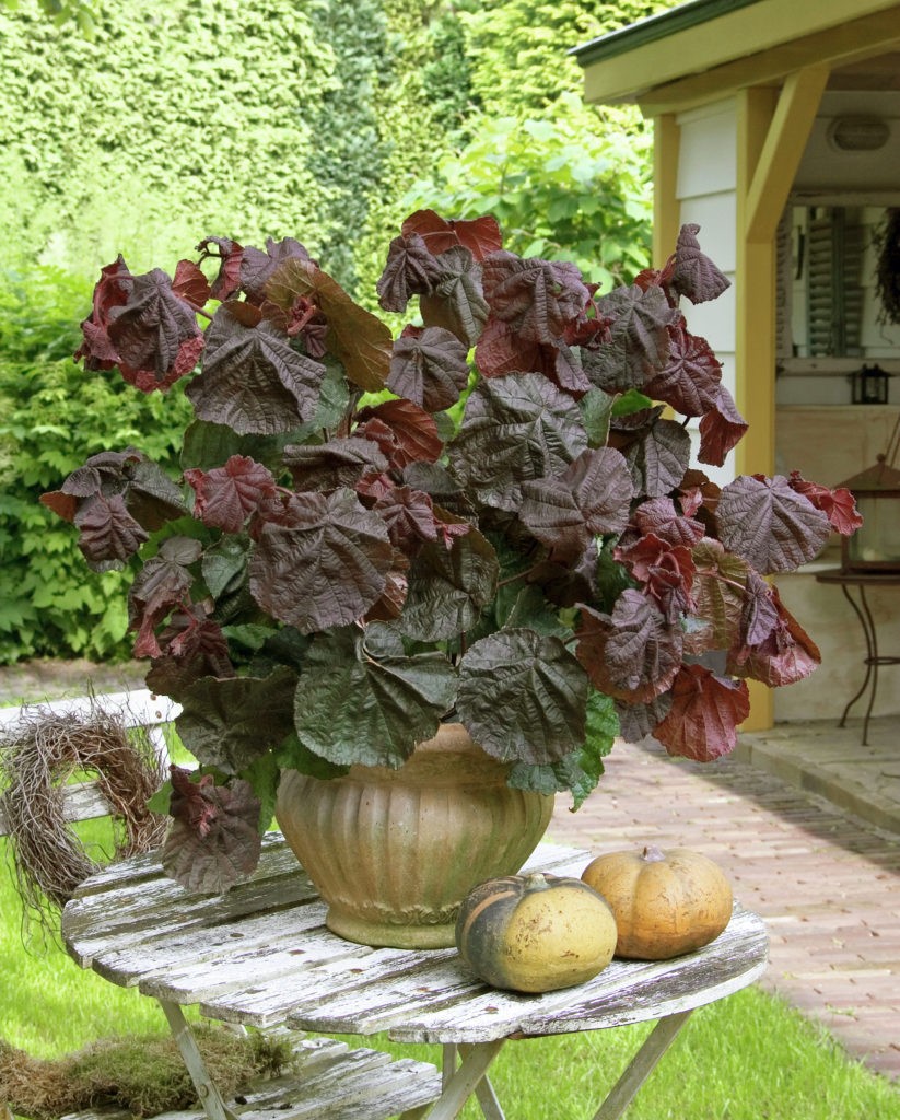 Header image for Corylus avellana contorta ‘Red Majestic’