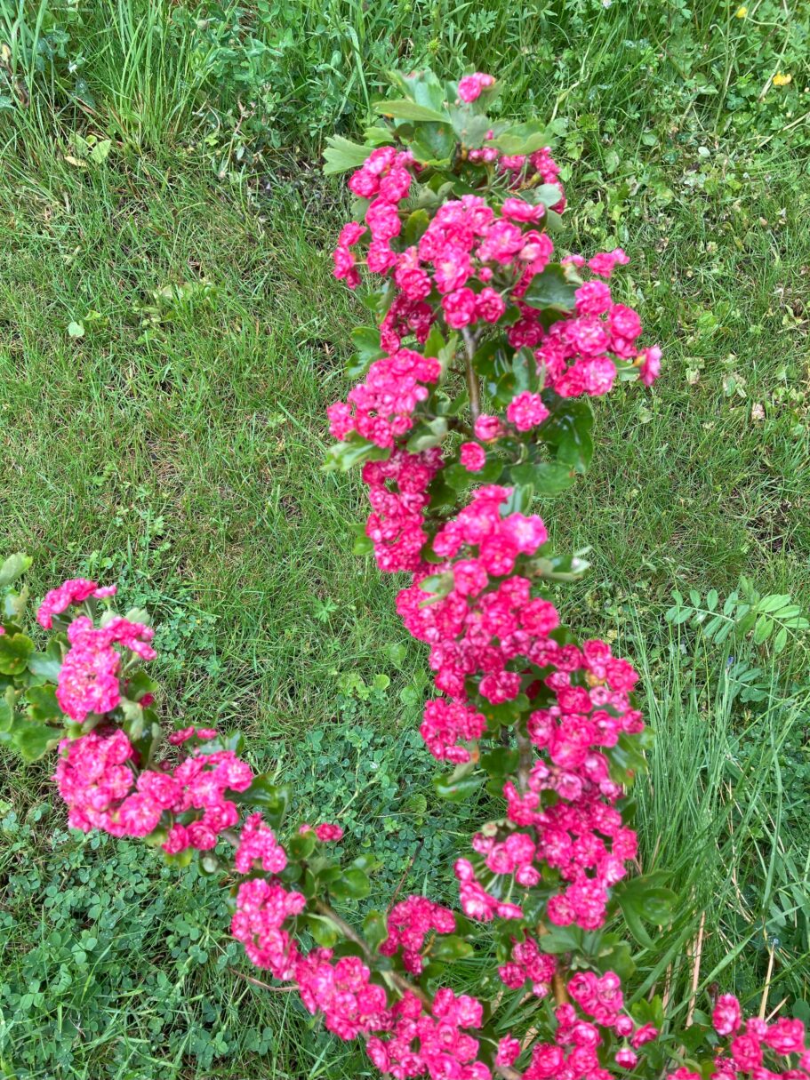 Header image for Crataegus laevigata  ‘Paul’s Scarlet’