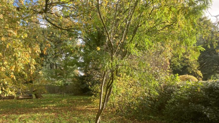 Featured image for Robina <span style="font-style: normal;margin-left: 3px;">×</span> margaretta 'Red&nbsp;Cascade'