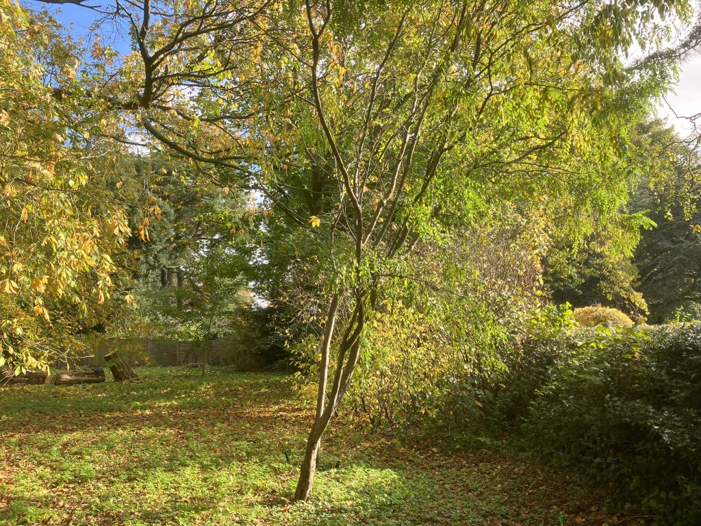 Header image for Robina <span style="font-style: normal;margin-left: 3px;">×</span> margaretta ‘Red&nbsp;Cascade’