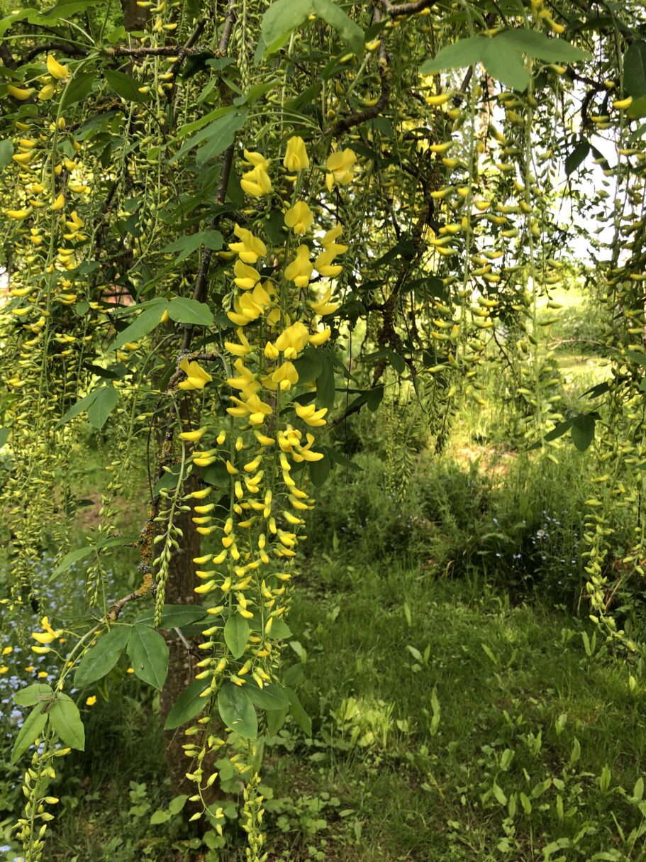 Header image for Laburnum <span style="font-style: normal;margin-left: 3px;">×</span> watereri ‘Vossii’