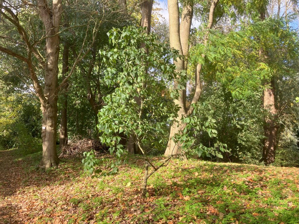 Header image for Acer negundo subsp. mexicanum