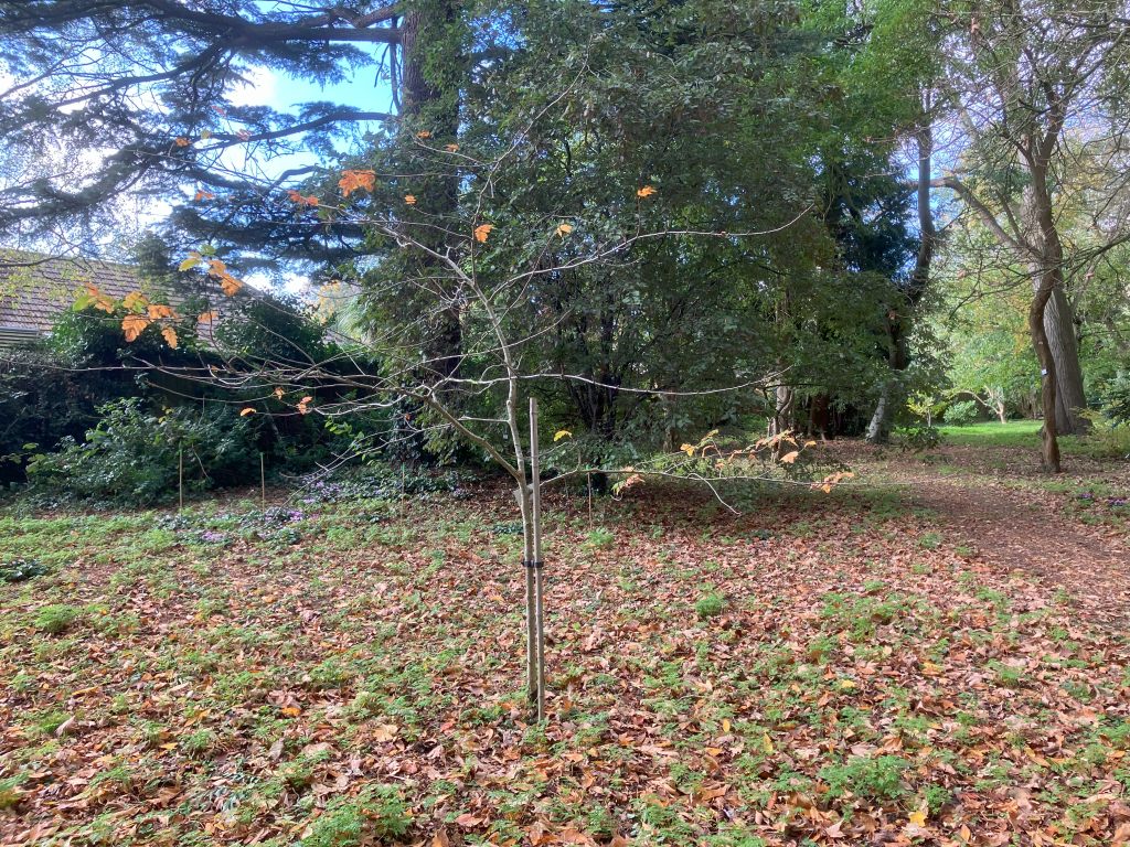 Header image for Sorbaronia fallax ‘Ivan’s Beauty’