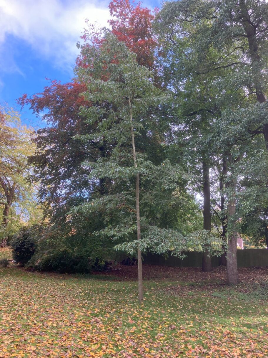 Header image for Alnus x spaethii